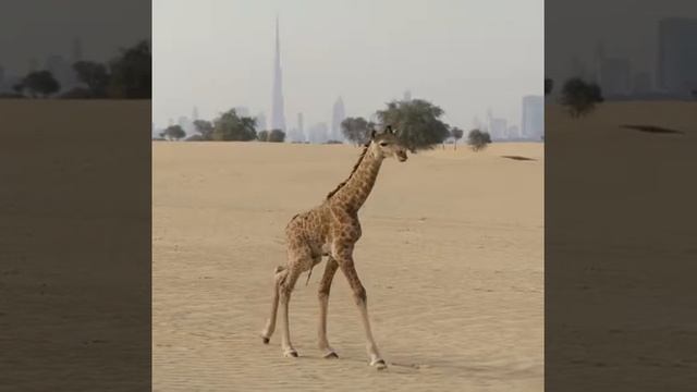 Новорожденный жираф. смотреть онлайн