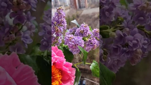 Древовидный пион, махровая сирень. Холодный фарфор смотреть онлайн