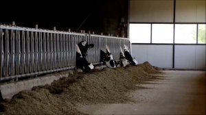 Продажа племенных пород КРС в России и СНГ