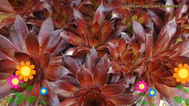 Молодило кровельное Бронко. Краткий обзор, описание характеристик Semperv?vum Tectorum Bronco