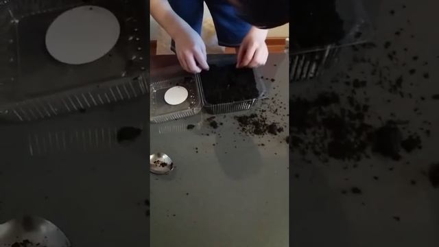 Как посадить финики смотреть онлайн