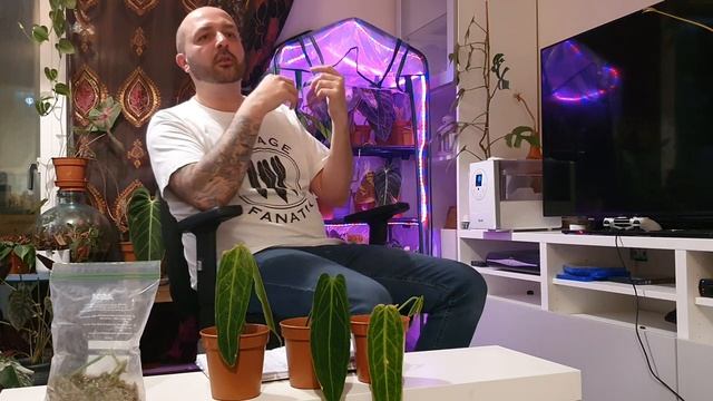 Anthurium Warocqueanum 