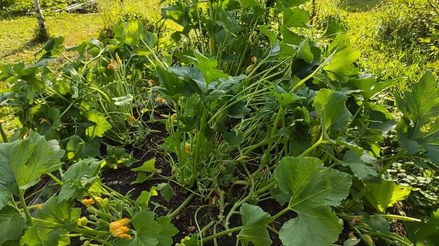 Патиссоны. Обрезка листьев. Часть 2