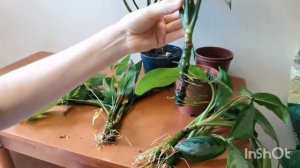 Аглаонема размножение