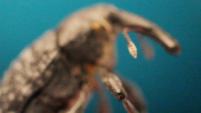 Макро на китовый объектив. Как наводиться на модель. смотреть онлайн