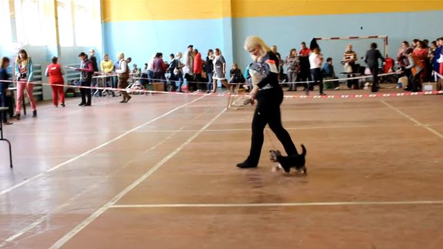 Миасс. Выставка собак.Йорки.Бэби смотреть онлайн