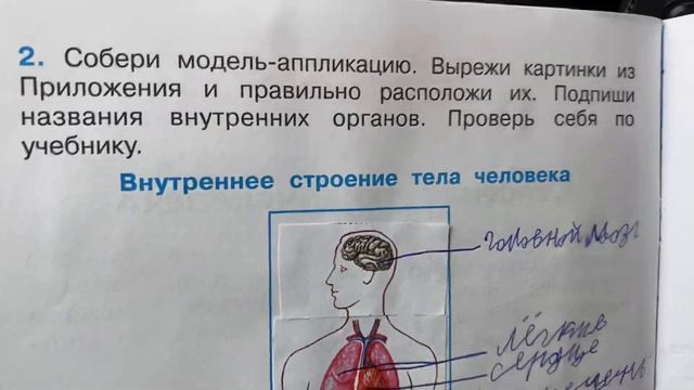 Окружающий мир/2 класс/Плешаков/Рабочая тетрадь/часть 2/Строение тела человека/13.01.21 смотреть онлайн