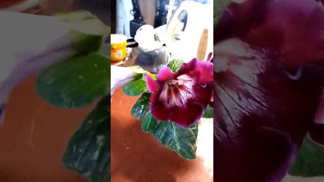 Глоксинии из семян от Ким Татьяны, "Мастерская фиалки".Часть 1. смотреть онлайн