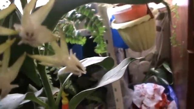 хойя зацвела(мультифлора) смотреть онлайн