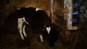 КОРМЛЕНИЕ ТЕЛЕНКА В НАШЕМ ЛПХ ОТ 0 ДО 3 МЕСЯЦЕВ