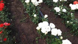 Роза Анастасия (Anastasia) rozapohctoi.ru