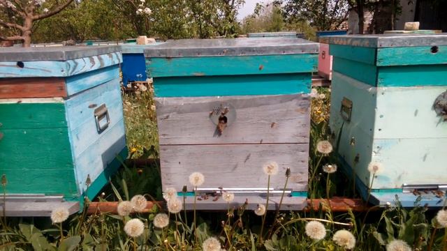 Краткий обзор отцовских семей КАРНИКА под ИО пчеломаток !!!! смотреть онлайн