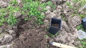 Виноград Саперави северный. Эксперимент - выращивание саженцев в контейнере.