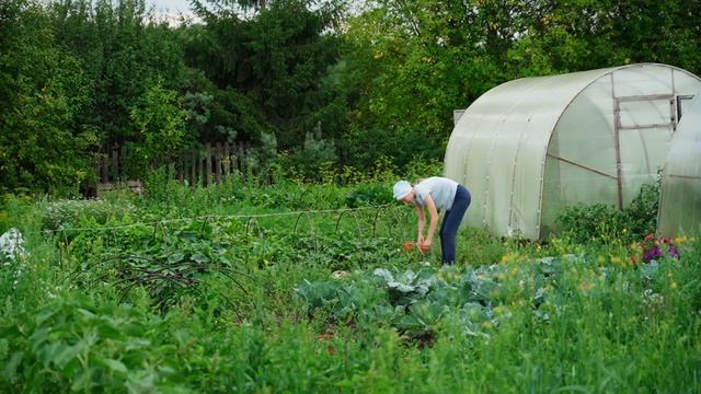 ЖИЗНЬ В ДЕРЕВНЕ НА ЗАКАТЕ ЛЕТА смотреть онлайн