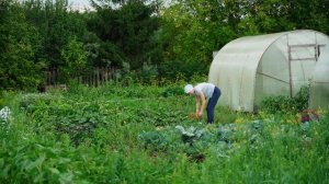 ЖИЗНЬ В ДЕРЕВНЕ НА ЗАКАТЕ ЛЕТА