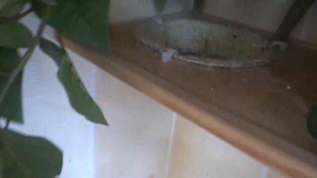Снегири ухажывают за птенцами 0008 смотреть онлайн