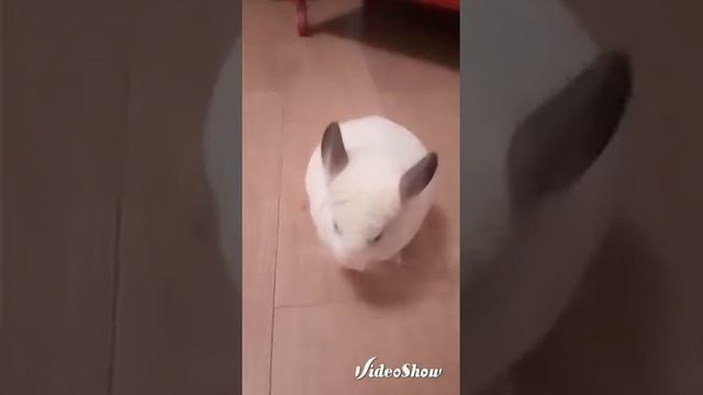 Как кушает шиншилла. Совет по приручению к рукам))) смотреть онлайн