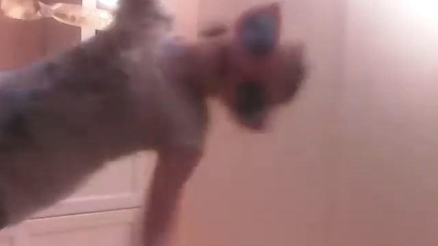 Я банан я я банан банан.. смотреть онлайн