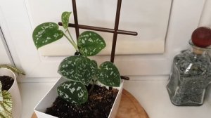 Обзор комнатных растений, Сциндапсус пиктус, Эпипремнум