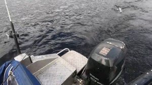 Рыбалка на Сегозере, ловим форель. #Форель #Щука #Окунь #Сегозеро #ОтдыхКарелия #РыболовныйГид #Лет