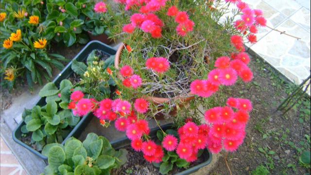 flores смотреть онлайн