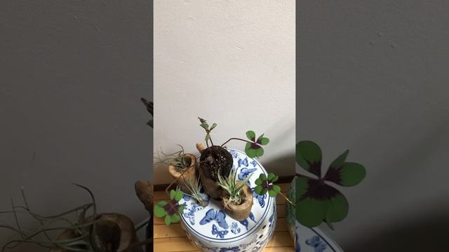 Oxalis Deppei Iron Cross Flowers смотреть онлайн