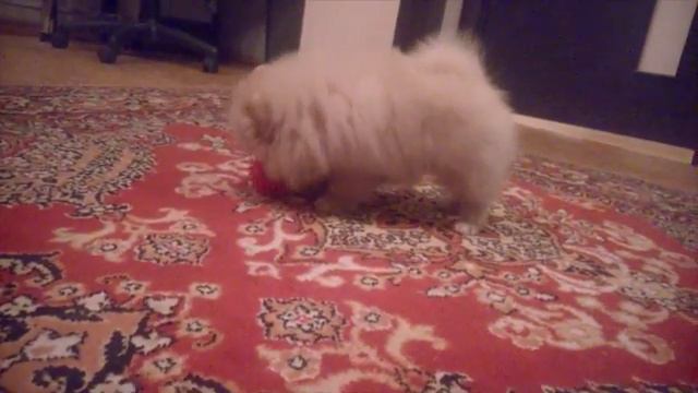 Кремовый мальчик шпиц смотреть онлайн