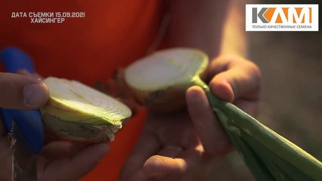 Лук репчатый Хайсингер. Новинка от Бейо Заден! смотреть онлайн
