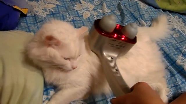 Массаж кота в домашних условиях смотреть онлайн