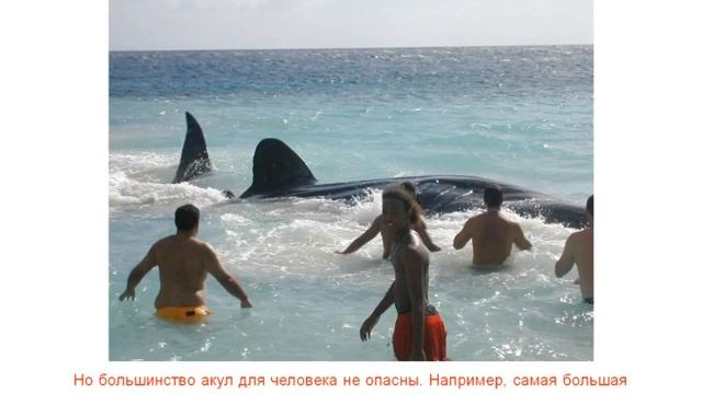 Подводный мир  (детские обучалки)