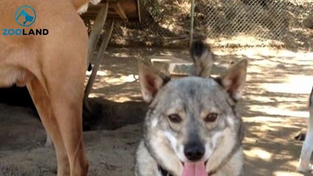 Swedish Vallhund Is A Wolf That Stays A Pup Forever смотреть онлайн