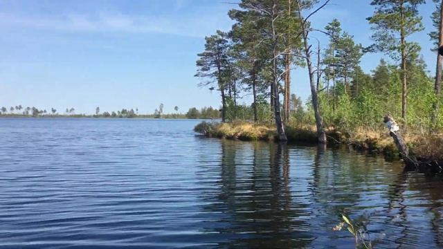 Как пить воду из болотных озер Ельни? смотреть онлайн