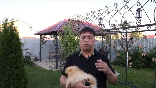 померанский шпиц цена ? смотреть онлайн