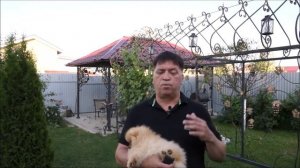 померанский шпиц цена ?