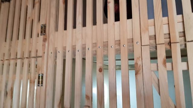 Бойцовая птица (шамо).Не продаётся. Шымкент Казахстан смотреть онлайн