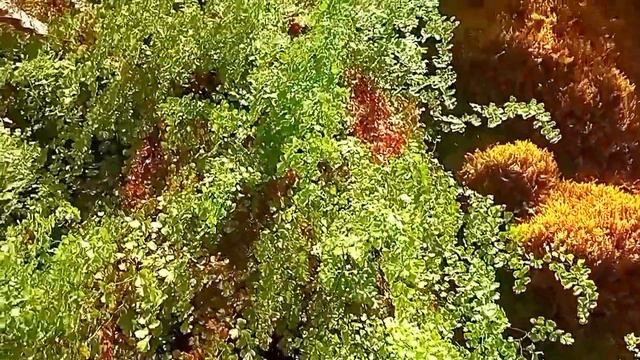красота Краснодарского края, Сочи, Солохаул. водопад, реки, горы и чистый воздух. смотреть онлайн