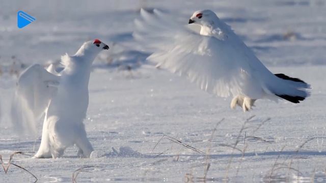 Класс - География - Природные зоны России. арктические пустыни, тундра, лесотундра смотреть онлайн