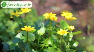 ? Ранункулюс – особенности выращивание, лютик азиатский – описание