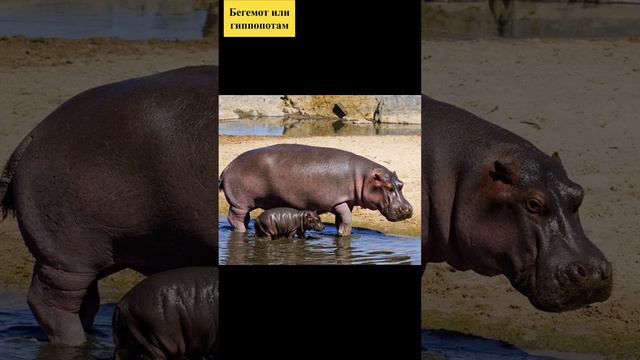 Бегемот или гиппопотам