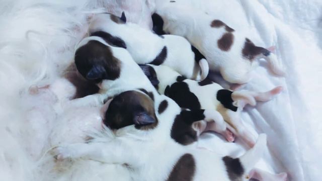 Щенки ши-тцу 3 день. ❤️(Shih Tzu puppies 3 day) #самыемилыещенки #щенокшитцу #Shihtzu #Shihtzuwelpe смотреть онлайн
