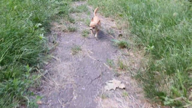 Чихуахуа Лёля гуляет #чихуахуа#животные2021#маленькиесобачки#миничихуахуа смотреть онлайн