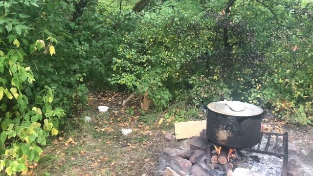 Лисичкин суп ) .