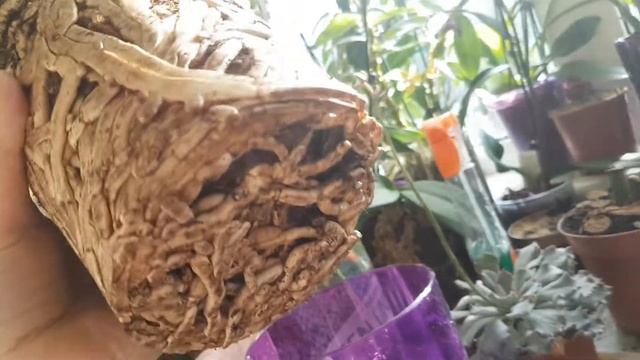 Пересадка цимбидиума, или радость орхомана ? смотреть онлайн