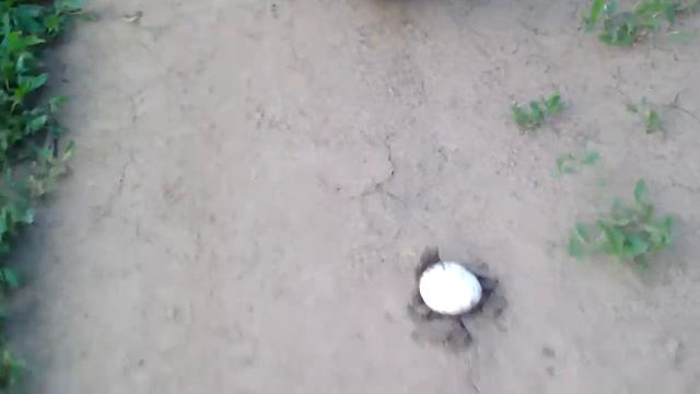 НАШЛИ ЗМЕИНОЕ ЯЙЦО ВО ФРОЛОВСКОМ РАЙОНЕ