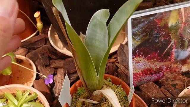 Ботанический сад.Насекомоядные растения.食虫植物展. 姫路市手柄山温室 смотреть онлайн