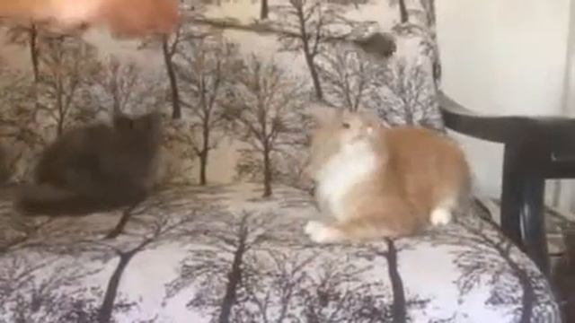 Котёнок мейнкун смотреть онлайн