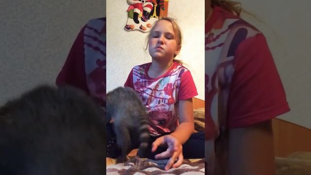 У МЕНЯ ДОМА ЕНОТ !!!!!!!!!!!!РУЧНОЙ О ГОСПОДИ !!!!!!!!! смотреть онлайн