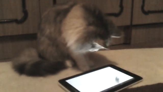 Летсплей от кошки. Игра для кошек на планшете. Game for Cats. смотреть онлайн