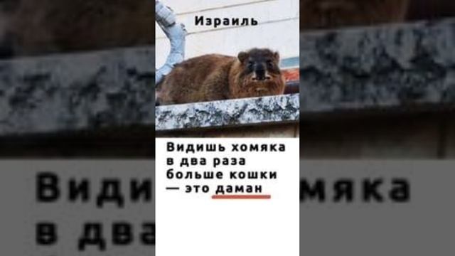 Удивительная встреча в Израиле смотреть онлайн