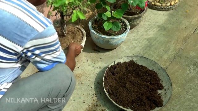 How To Make Bonsai Bougainvillea | Bougainvillea Bonsai | How To Grow Bougainvillea In Containe